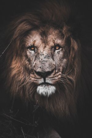 Wallpaper